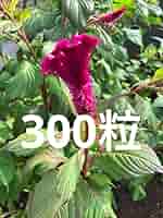 ♦︎ ケイトウ様御専用ページ♦︎ Amazon.co.jp: ケイトウ種 約300粒 : DIY・工具・ガーデン